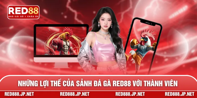 Những lợi thế của sảnh đá gà RED88 với thành viên
